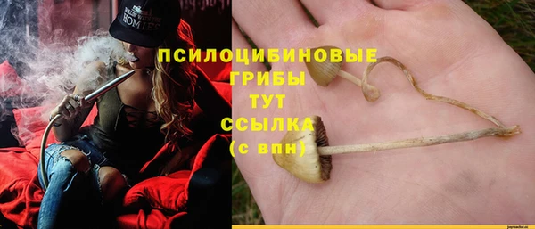 ПСИЛОЦИБИНОВЫЕ ГРИБЫ Инсар